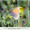 coenonympha symphyta  didi abuli male 2